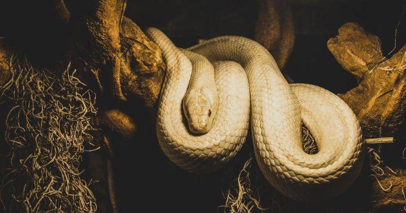 Pexels/Worldspectrum